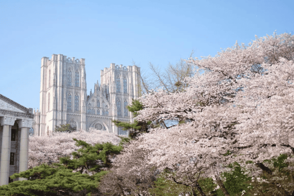 5. Kyung Hee University – Background hoa anh đào như phim Hàn